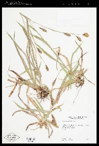 Carex luzulifolia image