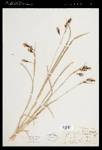 Carex macrochaeta image