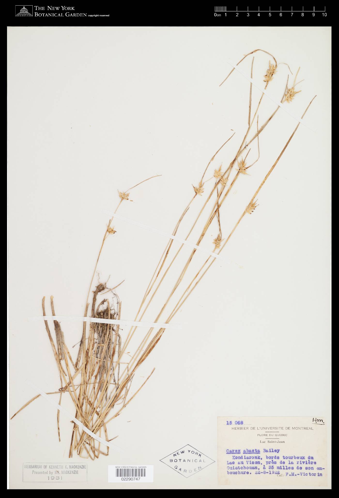 Carex mesochorea image