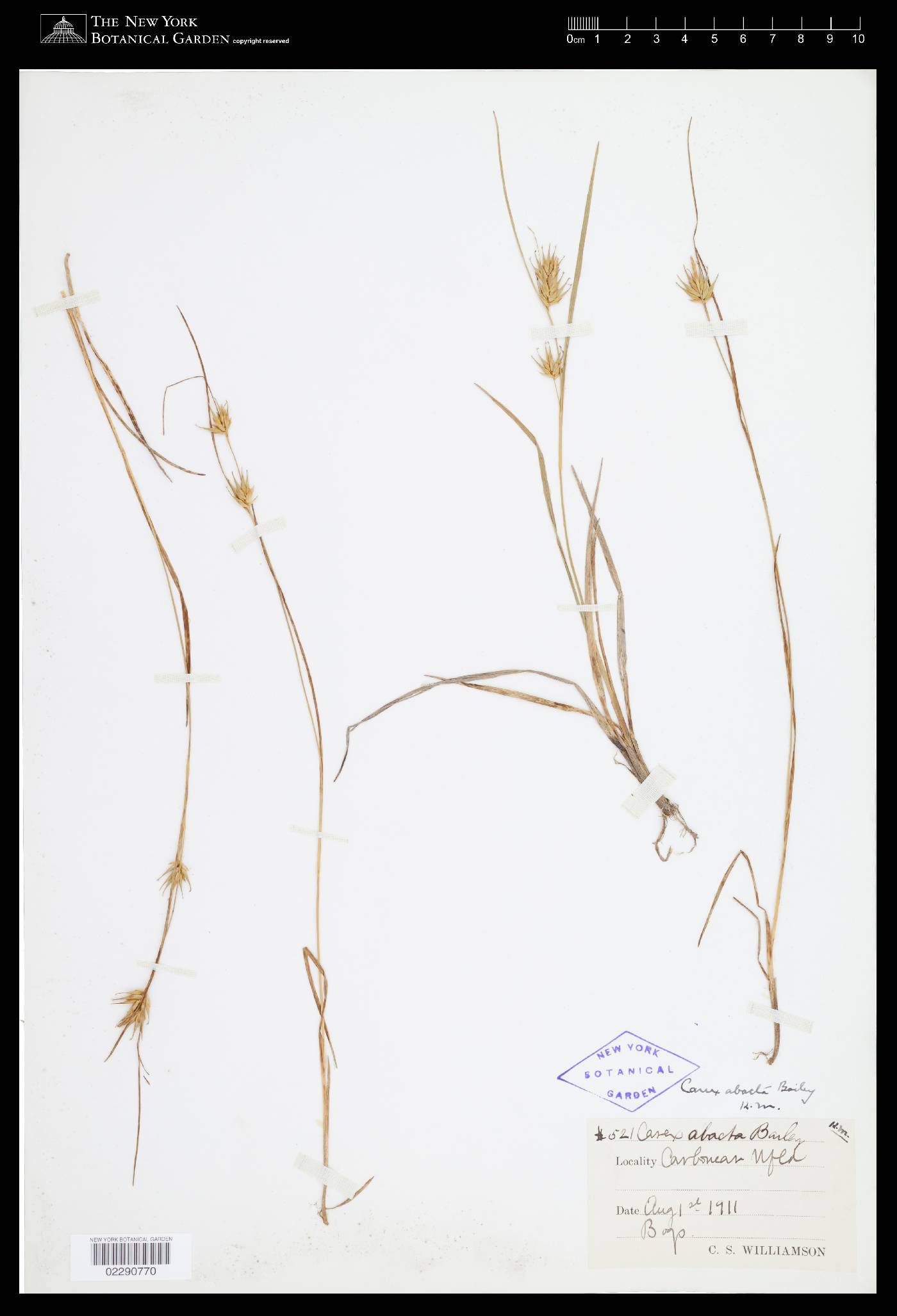 Carex mesochorea image