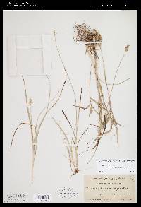 Carex muehlenbergii var. muehlenbergii image