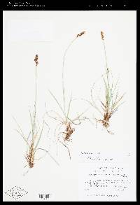 Carex parryana image