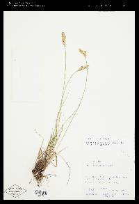 Carex phaeocephala image