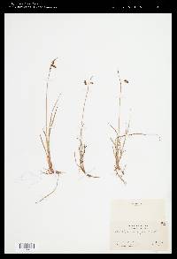 Carex rariflora image