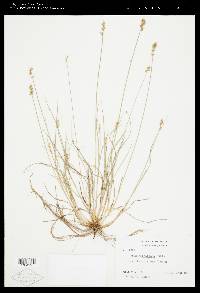 Carex retroflexa image