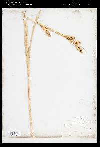 Carex rostrata image