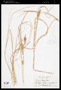 Carex rostrata image