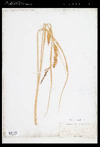 Carex rostrata image