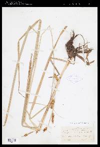 Carex rostrata image