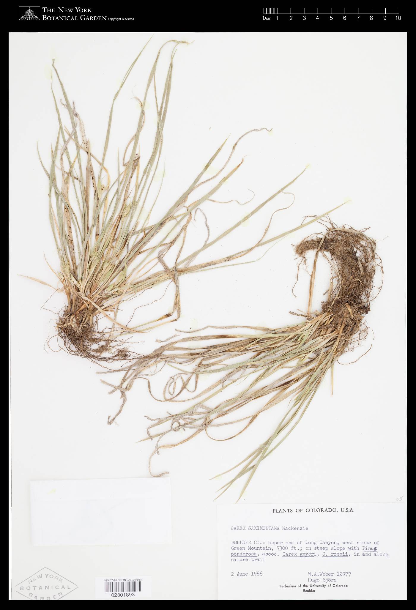 Carex saxenii image