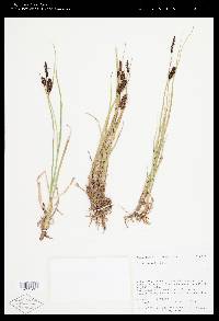 Carex saxatilis image