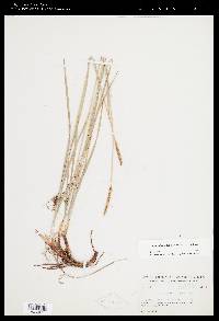 Carex scirpoidea image