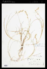 Carex silicea image