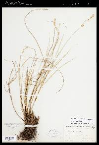 Carex silicea image