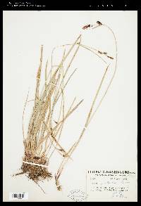 Carex spectabilis image