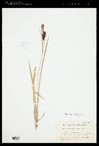 Carex spectabilis image