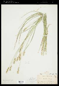 Carex spicata image