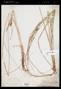 Carex striata image