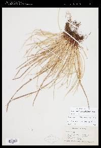 Carex timida image