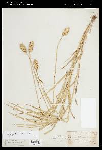 Carex tribuloides var. tribuloides image