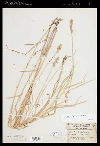 Carex tribuloides var. tribuloides image