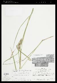 Carex trichocarpa image