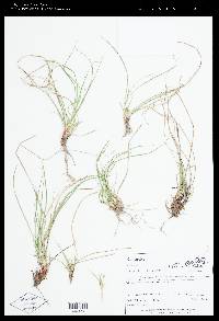 Carex umbellata image