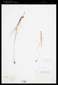 Carex norvegica image