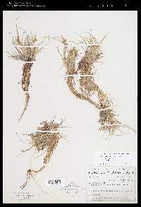 Carex viridula image