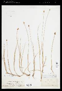 Carex chordorrhiza image