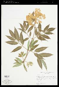 Sambucus cerulea image