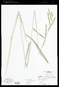 Paspalum dilatatum image