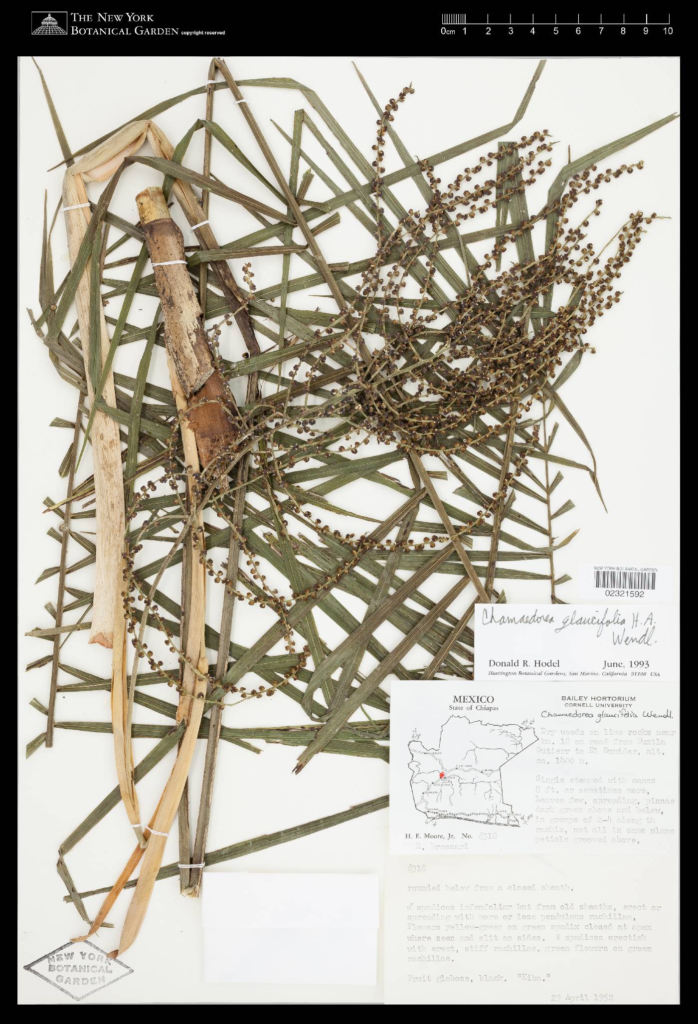Chamaedorea glaucifolia image