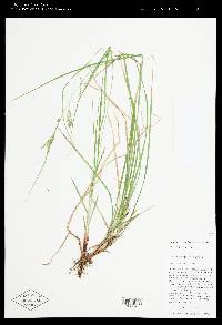 Carex cyrtostachya image