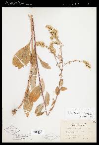 Solidago arguta subsp. boottii image