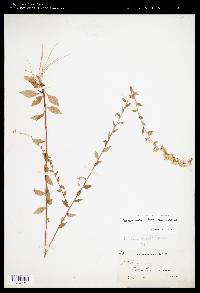 Solidago arguta subsp. boottii image