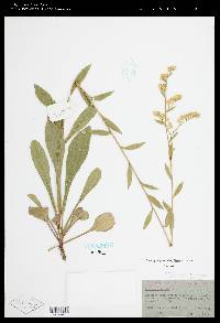 Solidago arguta subsp. pseudoyadkinensis image