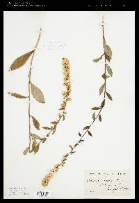 Solidago bicolor image