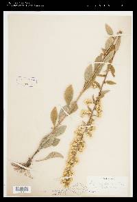 Solidago bicolor image