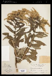 Solidago canadensis var. canadensis image