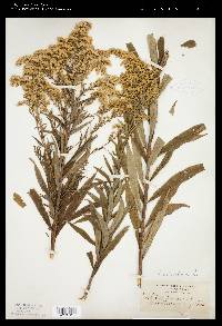 Solidago canadensis var. scabra image