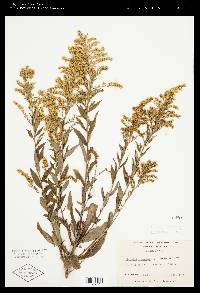 Solidago canadensis var. scabra image