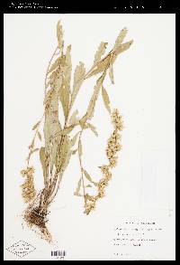 Solidago erecta image