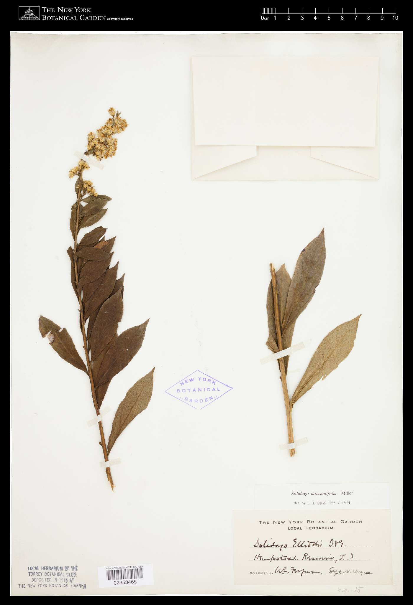 Solidago latissimifolia image