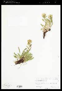 Solidago multiradiata image