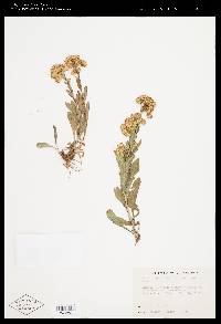 Solidago multiradiata image