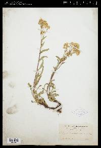 Solidago multiradiata image