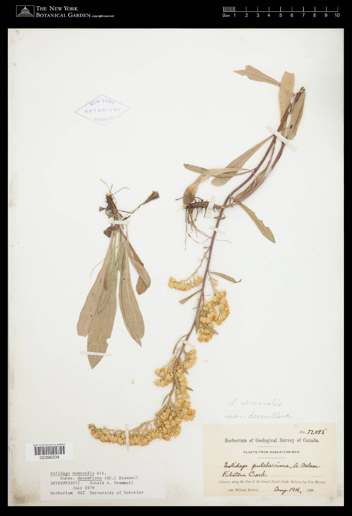 Solidago nemoralis subsp. decemflora image