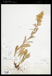 Solidago simplex image