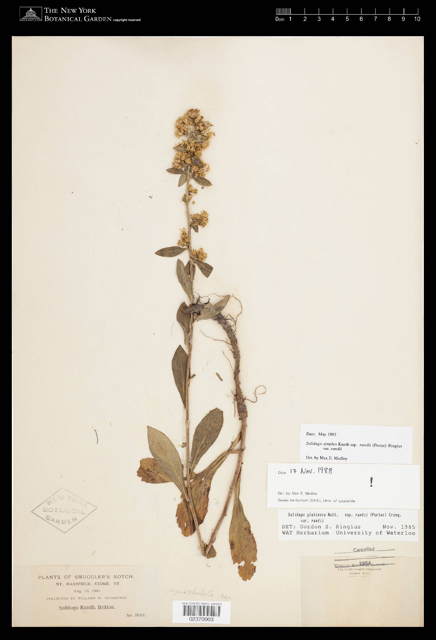Solidago simplex var. randii image